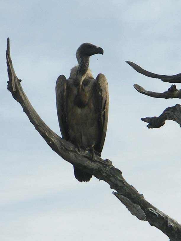 18 Bald-headed vulture