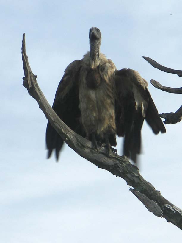 19 Bald-head vulture taking off