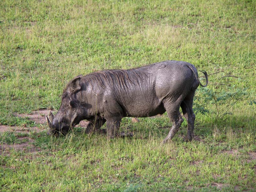 21 Wart hog feeding