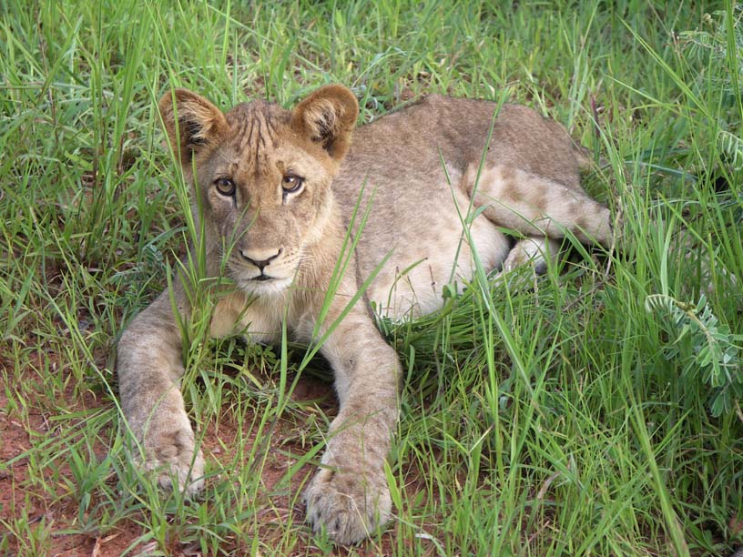 24 Lion cub 1