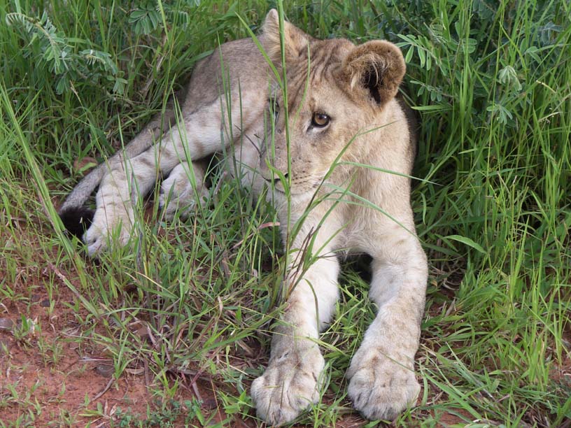 25 Lion cub 2
