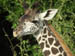 15 Female giraffe