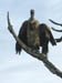 19 Bald-head vulture taking off