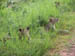 23 Three lion cubs