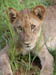 27 A lion cub portrait