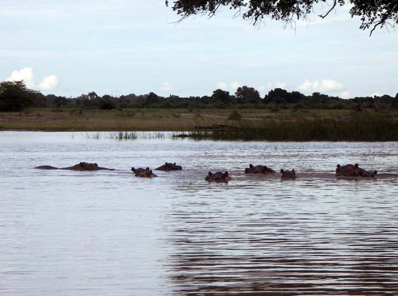 11 A pod of hippos