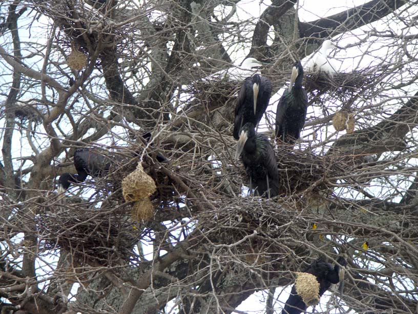 14 Open-billed storks