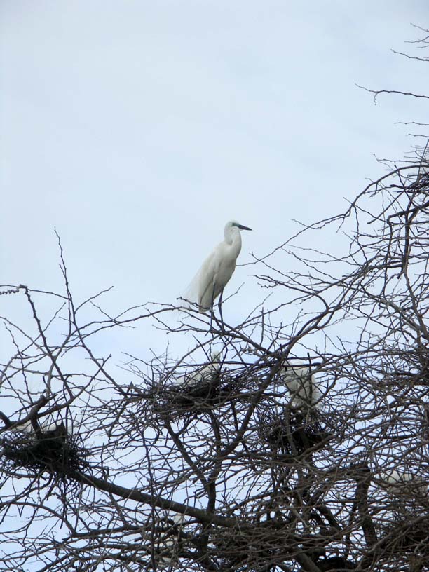 16 Yellow-billed egret