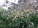 17 Weaver birds and nests