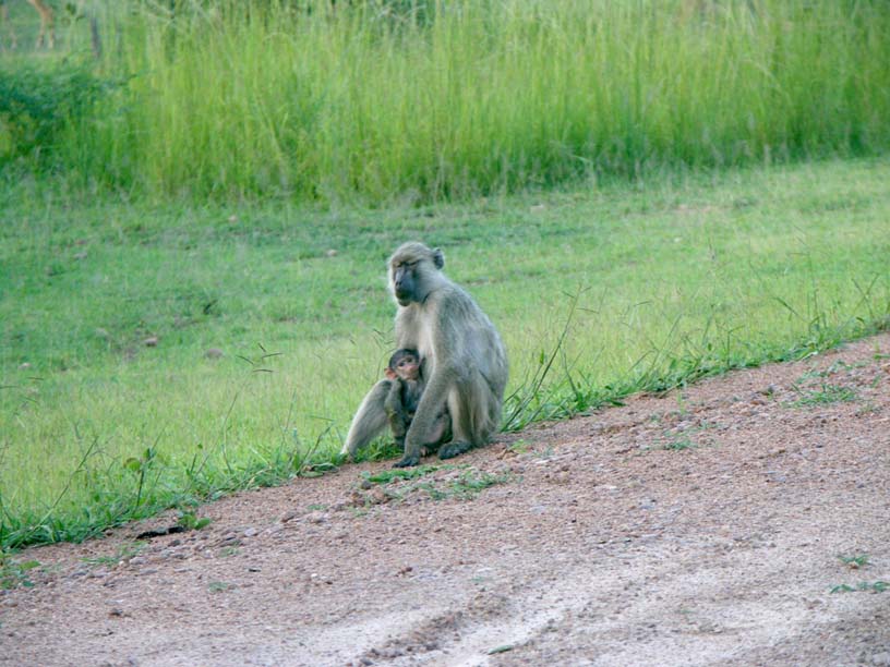 22 Mommy baboon and child are, at least, high and dry
