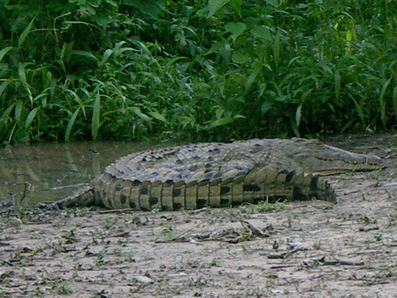 46 Opportunistic croc