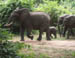 03 Elephants in the yard!