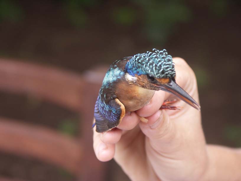 02 Malachite kingfisher