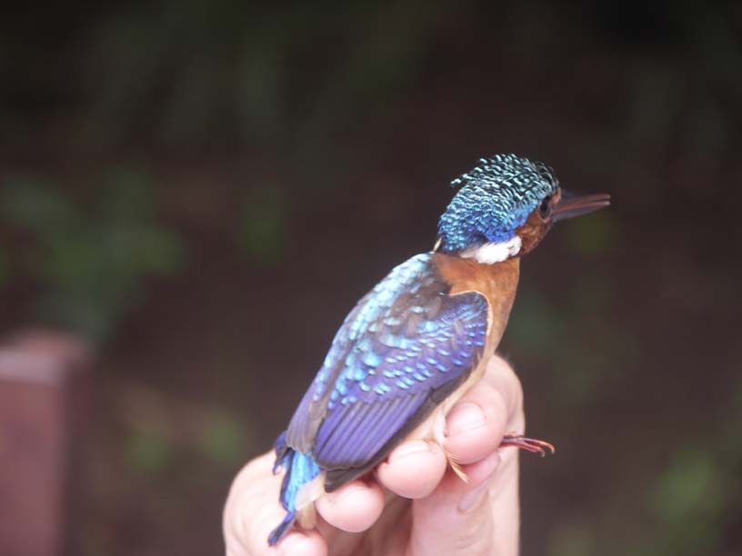 03 Malachite kingfisher