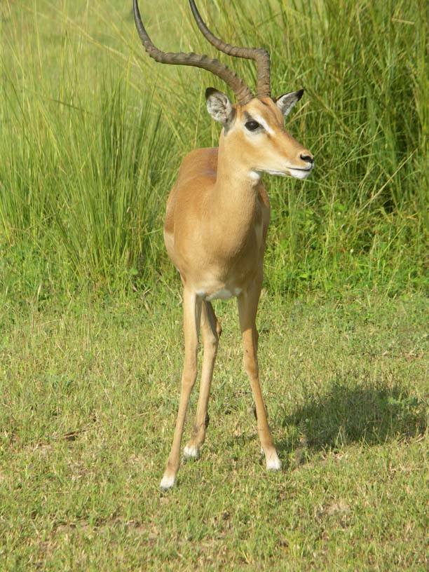 20 A buck impala