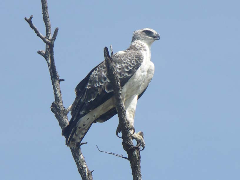 23 Martial eagle