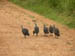 18 Helmeted guinea fowl