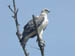 23 Martial eagle