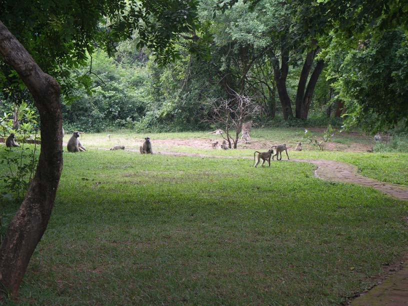 04 Baboon troop in the yard