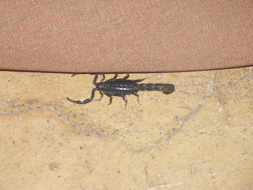 05 An unwelcome house guest