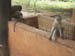 07 Monkeys on our verandah with our grapefruit
