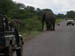 11 Elephants on the Kapani road