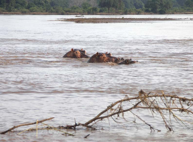 08 Hippos enjoying the high water