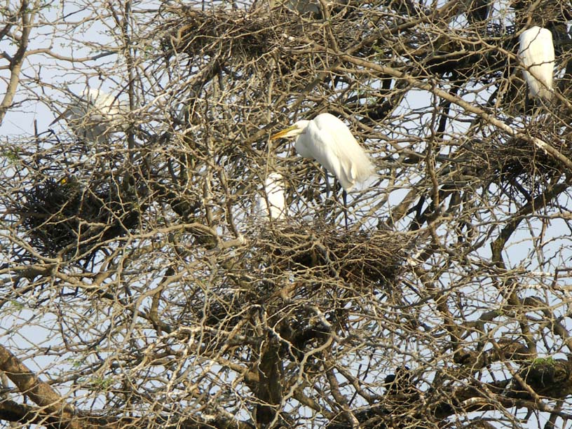 14 Greater egrets