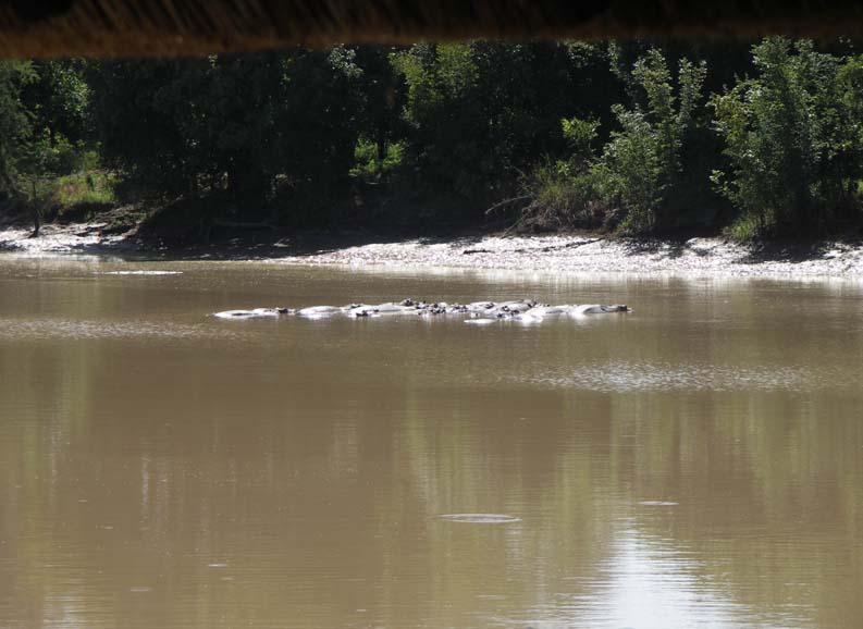 02 Hippos from our deck