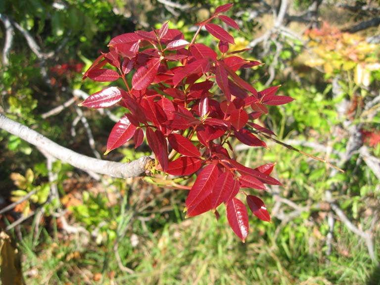 06 Leaves of the red mahogany