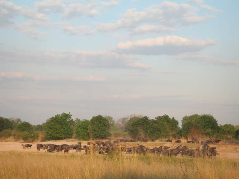 10 Buffalo on our walking safari