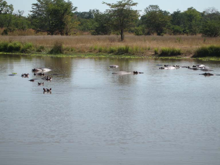 17 The hippos at Luwi