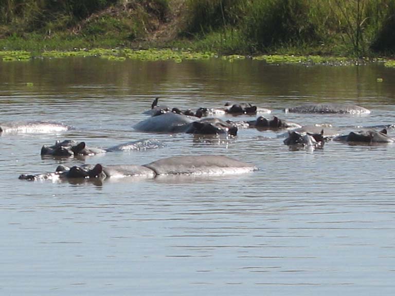 18 Hippo closeup