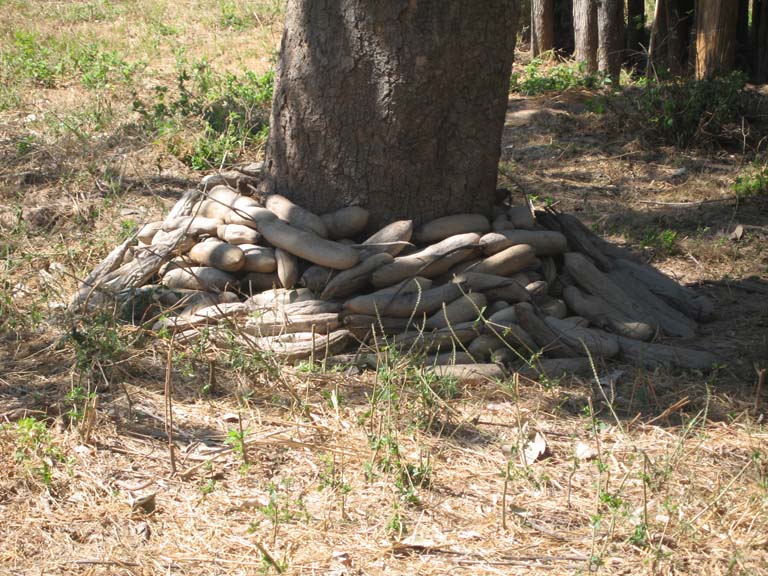 19 A feast of sausages