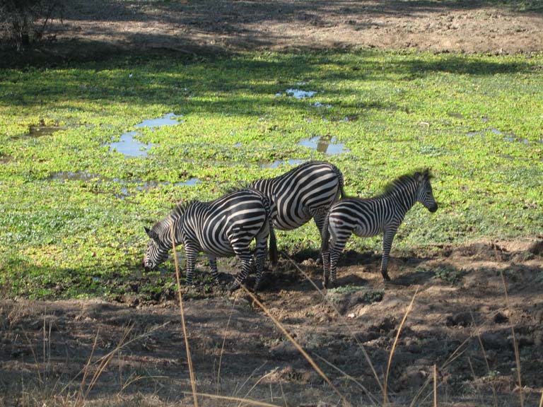 20 Some lovely Zebras