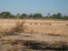 16 Impala along the walk to Luwi Bushcamp