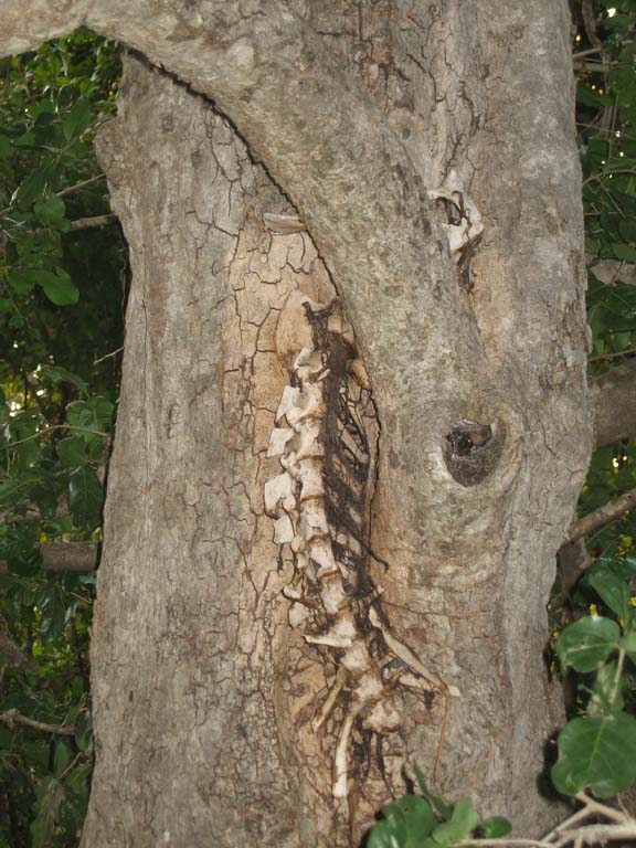 05 An impala left in a tree by a leopard