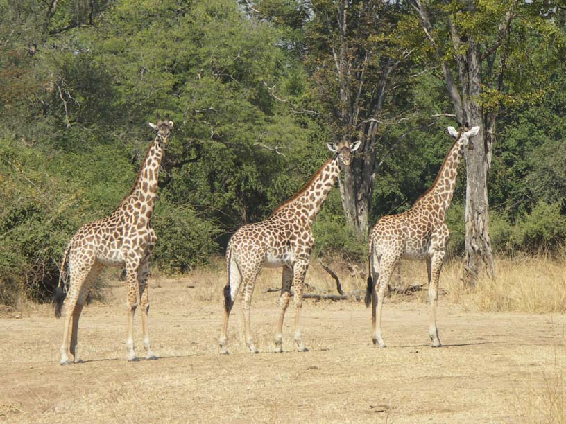 19 Three giraffes in a row!