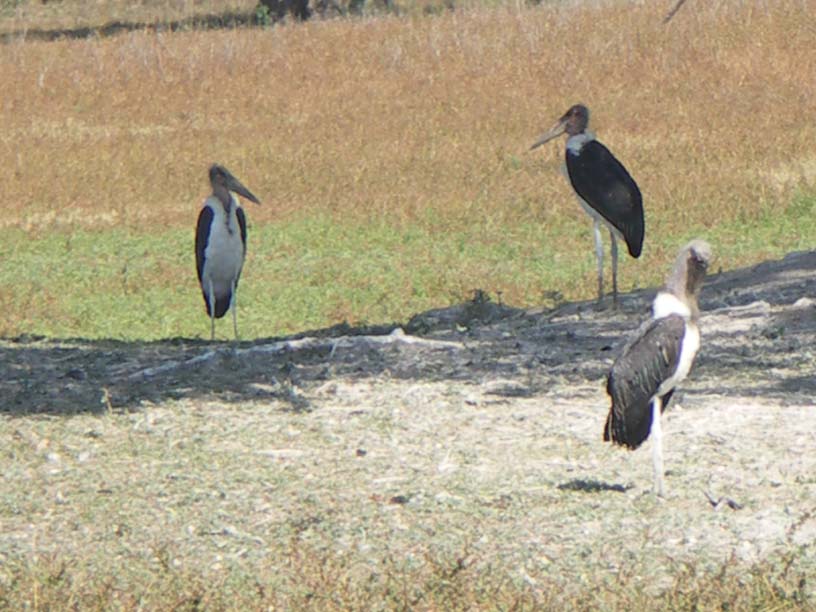 24 Maribou Storks