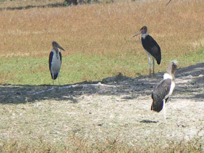 24 Maribou Storks