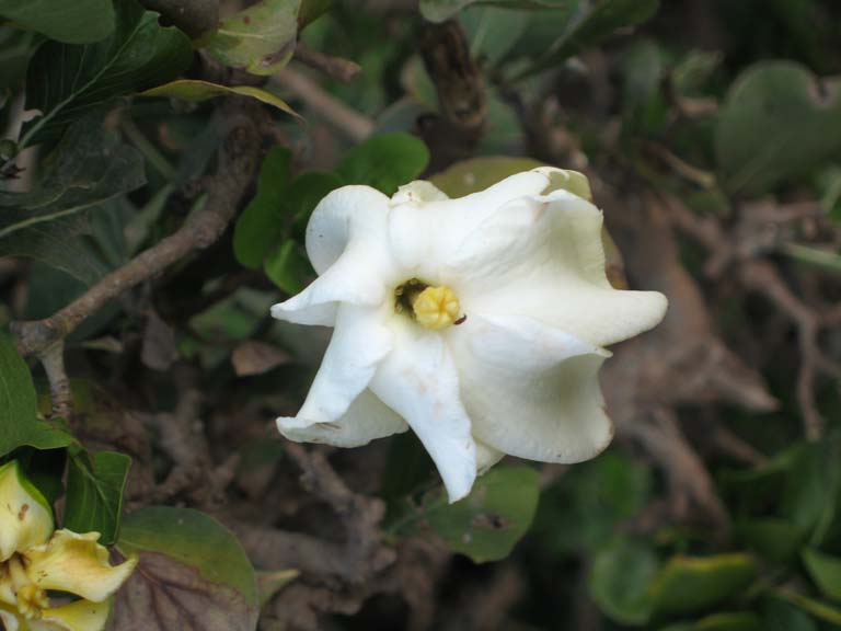 02 A wild gardenia!!!