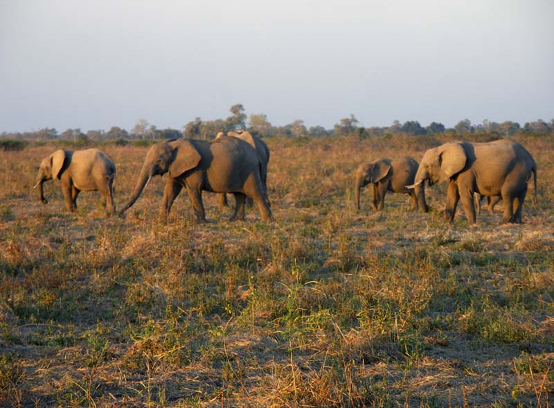 13 Elephant family on parade