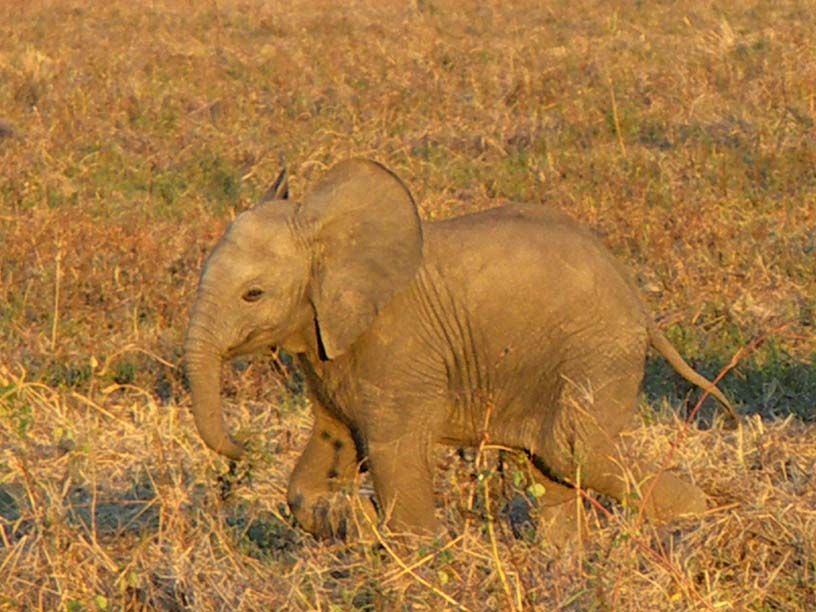 15 Baby elephant