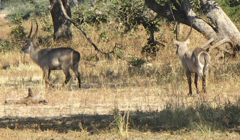 21 Water buck