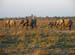 13 Elephant family on parade