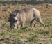 19 Daddy warthog