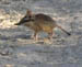 20 Elephant shrew