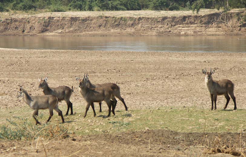 03 Some more lovely water buck