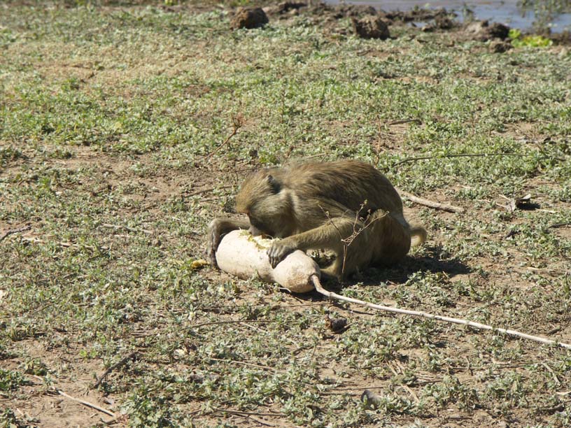 06 A baboon attacks a sausage